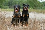 BEAUCERON 550